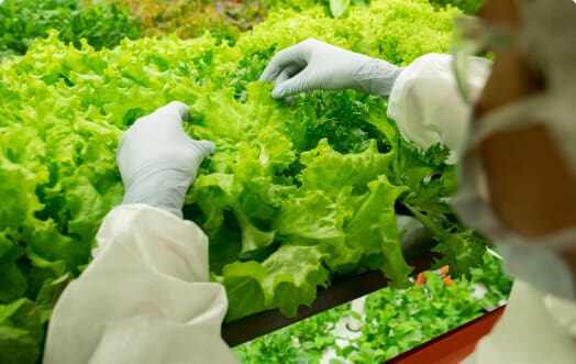 img-green-plant-2